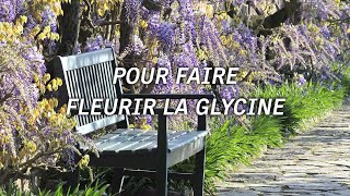 5 secrets pour cultiver la glycine [upl. by Ching509]