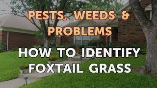 How to Identify Foxtail Grass [upl. by Waddle]