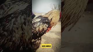 Aseel murga birds shortvideo 🐔🐔 [upl. by Atirb]