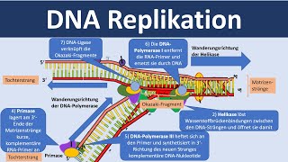 DNA Replikation  Verdopplung der DNA Biologie Oberstufe [upl. by Noemis227]