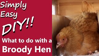 DIY Chickens What to do with a Broody Hen [upl. by Publius]