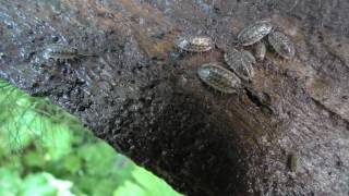 Facts about Woodlice on Wood Bark  with babies asexual reproduction  crustaceans [upl. by Carita115]