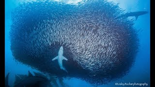 Sardine Run Adventure  Big Animals Expeditions [upl. by Artemahs]