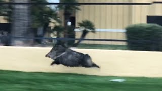 Running pig  Running javelina [upl. by Short]