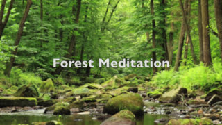 Guided Meditation A Walk Through the Forest [upl. by Kevan]