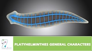 PLATYHELMINTHES GENERAL CHARACTERS [upl. by Erek]