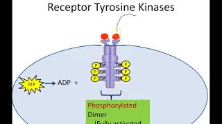 Receptor Tyrosine Kinases Newer Version [upl. by Pangaro]