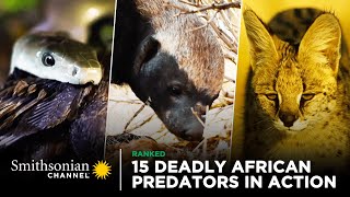 15 Deadly African Predators in Action 🦁 Smithsonian Channel [upl. by Oconnor]