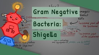 Gram Negative Bacteria Shigella [upl. by Trebreh]