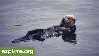 Nature Expert Explains Sea Otters and Kelp [upl. by Labors]