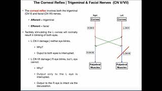 REFLEX ACTIONS Cranial and Spinal Reflexes [upl. by Elledoj493]