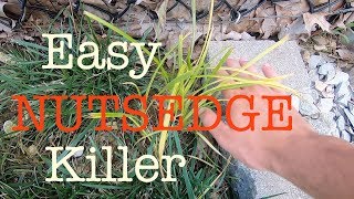 How to get rid of Nutsedge in the lawn [upl. by Till]