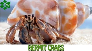 Hermit Crab  The Shell Changers [upl. by Jen]