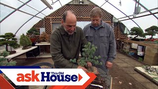 How to Create Bonsai from Regular Trees  Ask This Old House [upl. by Noevad]