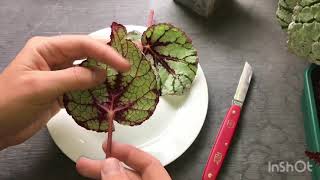 How to take Begonia cuttings [upl. by Sinclair]