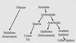 Are Daddy Longlegs Spiders Re 8 Animal Misconceptions Rundown [upl. by Airotal583]