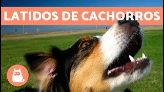 Latidos de cachorros os mais fofos e engraçados [upl. by Faustina911]