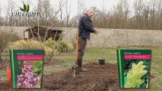 Lilas  plantation et entretien  Truffaut [upl. by Shulock]