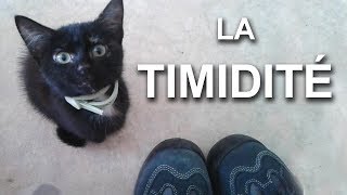 LA TIMIDITÉ  PAROLE DE CHAT [upl. by Weinreb224]