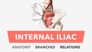 Internal Iliac Artery  Anatomy Branches amp Relations [upl. by Ecienal]