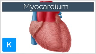 Myocardium  Definition Location amp Function  Human Anatomy  Kenhub [upl. by Nomzzaj]