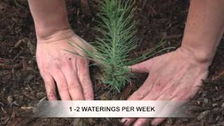 How to Grow Pine Trees from Seed [upl. by Jenilee345]