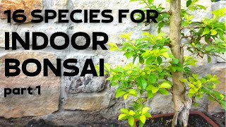 16 Tree Species for Indoor Bonsai Part 1 [upl. by Yeslaehc]