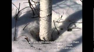 Birch Aspen and Poplar in Alaskas National Parks [upl. by Moclam448]