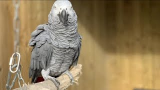 Video Extra Cursing Parrots [upl. by Gnas]