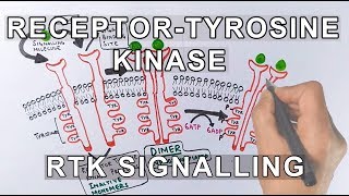 Receptor Tyrosine Kinase  RTK Signalling [upl. by Hogue728]