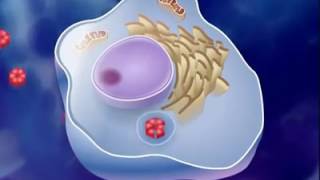 antigen antibody reaction [upl. by Llehcear454]