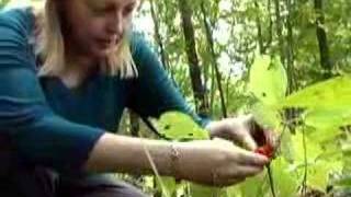 Wild Ginseng Educational Video [upl. by Ardnoet951]