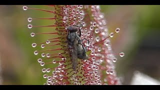 Best of Sundew Timelapses Compilation [upl. by Annayar37]