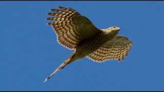 Sparrowhawk Bird Call Bird Song [upl. by Yelwar]