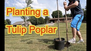 Planting a Tulip Poplar Tree Start to Finish  Liriodendron tulipifera [upl. by Nayllij]