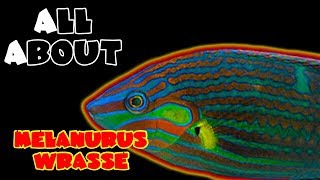 All About The Melanurus Wrasse or Hoevens or Wardley [upl. by Ailongam]