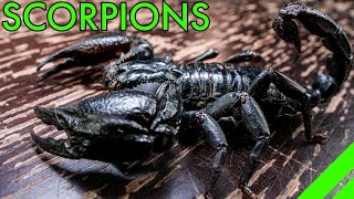 How To Keep the Asian Forest Scorpion Heterometrus Species Care [upl. by Olivier]