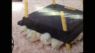 Raising Chicks  Brooding with a Chick Heating Plate [upl. by Stubstad]