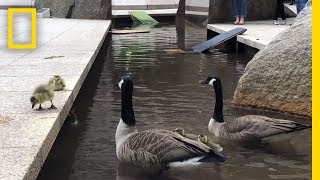 Nat Geo’s Geese Leave the Nest  National Geographic [upl. by Caddric858]