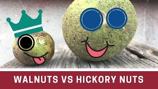 Walnut vs Hickory Nut how to tell them apart [upl. by Griffy]