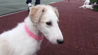 Borzoi puppies [upl. by Eijneb]