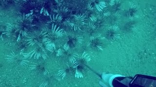 Pensacola Lionfish HuntingAgain [upl. by Daphene]