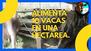 ALIMENTA 10 VACAS EN UNA HECTÁREA [upl. by Alfred]