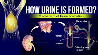 How is Urine Formed  Mechanism of Urine Formation [upl. by Sremlahc]