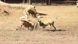 African Wild Dog Feeding at the Dubbo Zoo [upl. by Mayda]