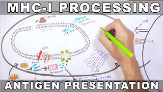 MHCI Processing  Antigen Processing and Presentation [upl. by Lello]