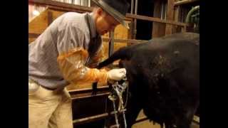 Calving Assistance  How To [upl. by Barkley]