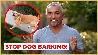 How to Stop Dog Barking  Cesar 911 [upl. by Eldnik]