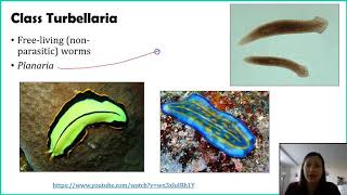 Phylum Platyhelminthes  Part 1 [upl. by Bluefarb]