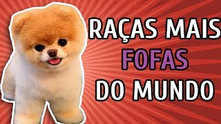 10 RAÇAS DE CACHORRO MAIS FOFAS DO MUNDO [upl. by Jepum]